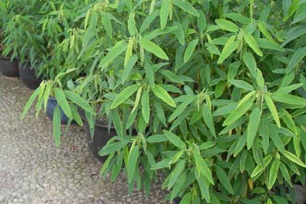 跳舞草圖片大全 跳舞草花語及寓意