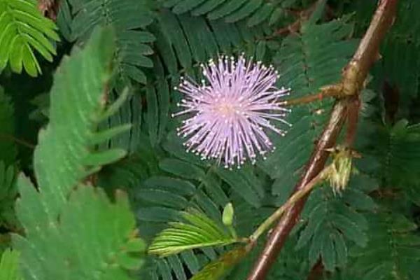 跳舞草圖片大全 跳舞草花語及寓意