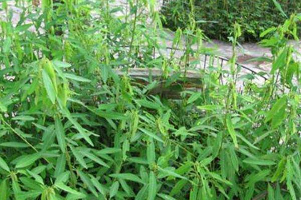 跳舞草圖片大全 跳舞草花語及寓意