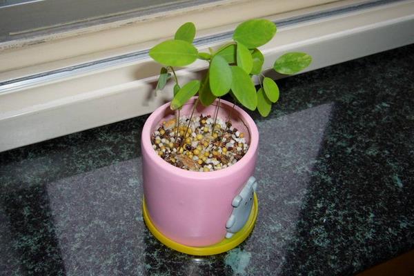 跳舞草圖片大全 跳舞草花語及寓意