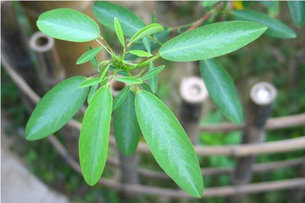 跳舞草圖片大全 跳舞草花語及寓意