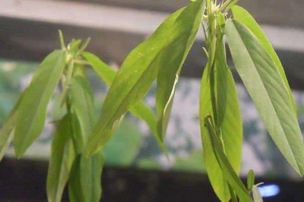 跳舞草圖片大全 跳舞草花語及寓意