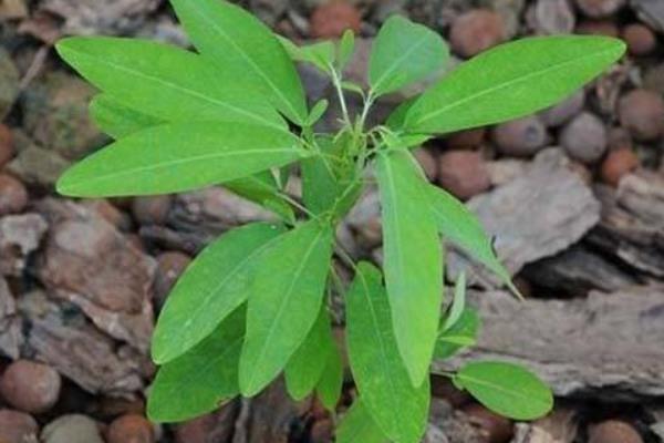 跳舞草圖片大全 跳舞草花語及寓意