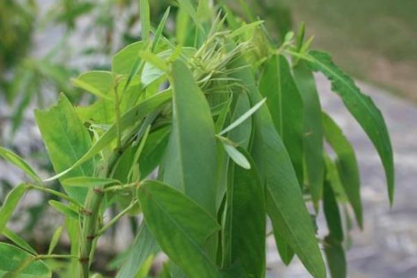 跳舞草圖片大全 跳舞草花語及寓意