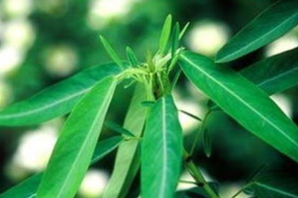 跳舞草圖片大全 跳舞草花語及寓意