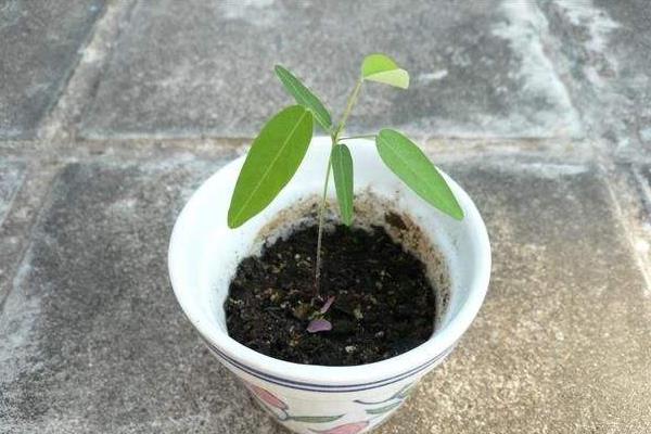 跳舞草市場價格多少錢一盆 跳舞草怎么養(yǎng)