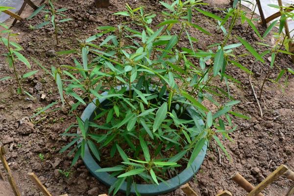 跳舞草市場價格多少錢一盆 跳舞草怎么養