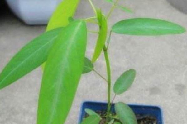 跳舞草市場價格多少錢一盆 跳舞草怎么養