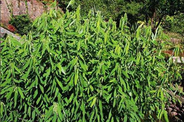 跳舞草市場價格多少錢一盆 跳舞草怎么養