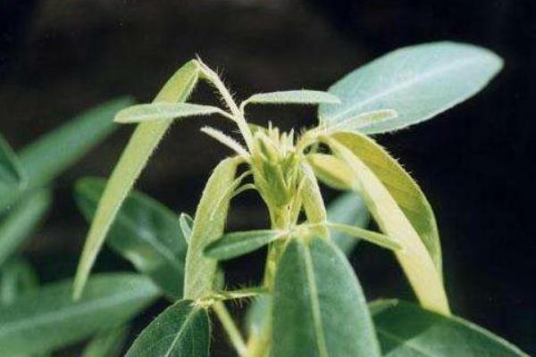 跳舞草市場價格多少錢一盆 跳舞草怎么養