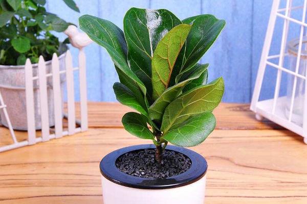 琴葉榕葉子變黃怎么辦 琴葉榕掉葉子的原因及解決方法