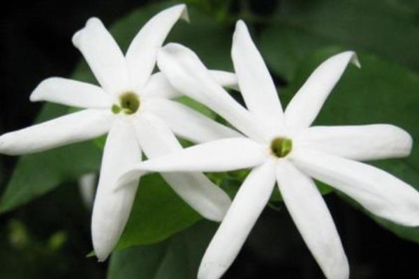 毛茉莉和普通茉莉花的區別是什么 毛茉莉繁殖方法