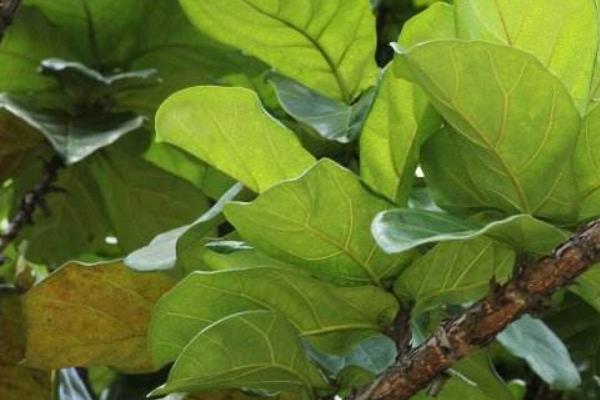 琴葉榕葉子變黃怎么辦 琴葉榕掉葉子的原因及解決方法