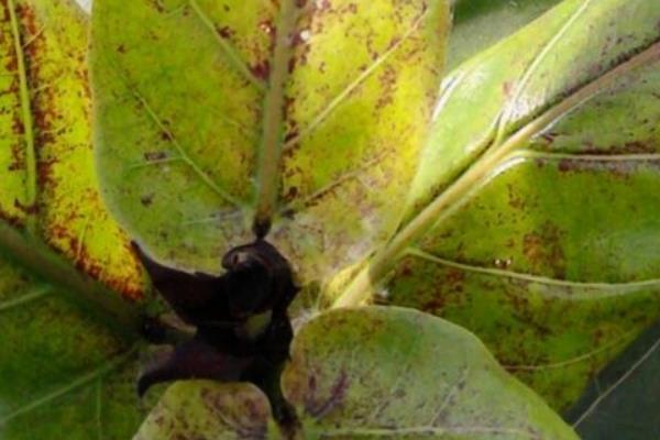 琴葉榕葉子變黃怎么辦 琴葉榕掉葉子的原因及解決方法