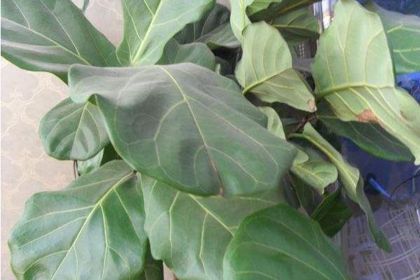 琴葉榕葉子變黃怎么辦 琴葉榕掉葉子的原因及解決方法