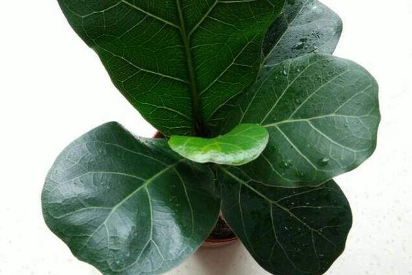 琴葉榕葉子變黃怎么辦 琴葉榕掉葉子的原因及解決方法