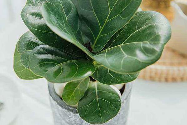 琴葉榕葉子變黃怎么辦 琴葉榕掉葉子的原因及解決方法