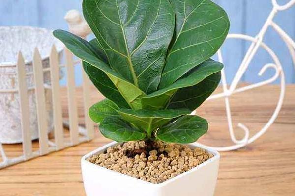 家庭養琴葉榕好嗎 養琴葉榕對風水的作用