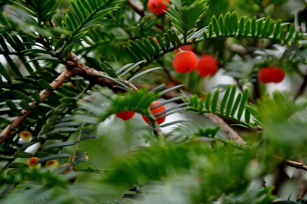 紅豆杉圖片大全 紅豆杉有什么作用