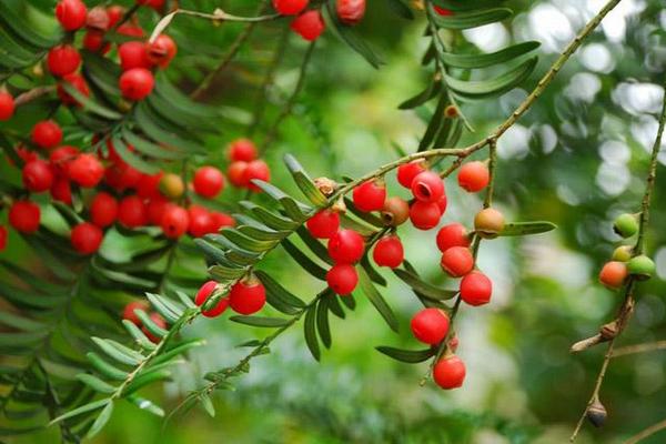 紅豆杉市場價格多少錢一棵（10公分） 紅豆杉的養殖方法