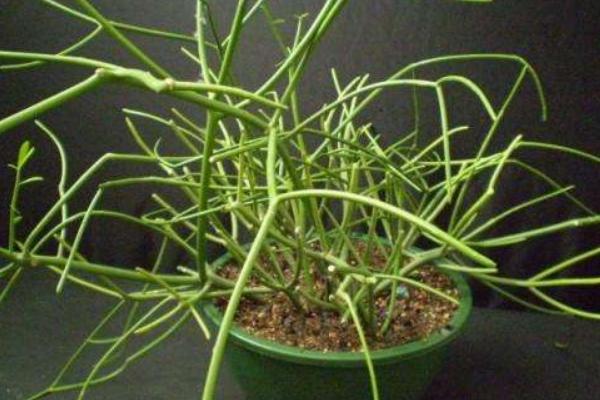 光棍樹有毒嗎 光棍樹能放在室內(nèi)臥室嗎