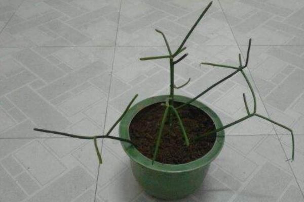 光棍樹怎么養(yǎng) 光棍樹養(yǎng)殖方法與注意事項(xiàng)