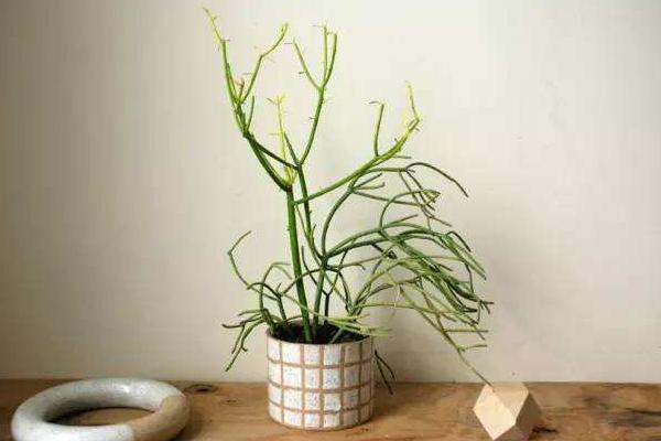 光棍樹怎么養 光棍樹養殖方法與注意事項