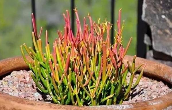 光棍樹怎么養 光棍樹養殖方法與注意事項