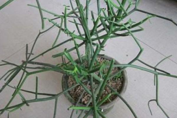 光棍樹怎么養 光棍樹養殖方法與注意事項