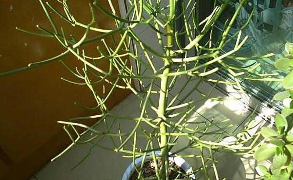 光棍樹怎么養 光棍樹養殖方法與注意事項