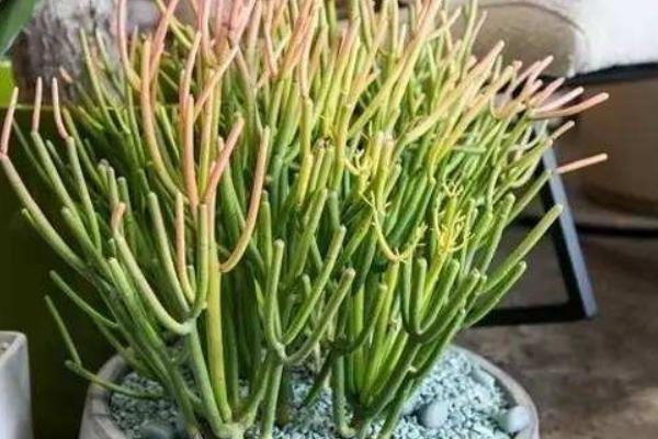 光棍樹怎么養 光棍樹養殖方法與注意事項