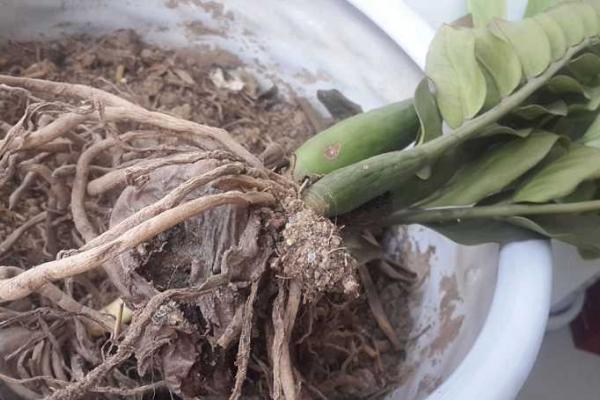 金錢樹爛根了怎么辦 金錢樹換盆的注意事項