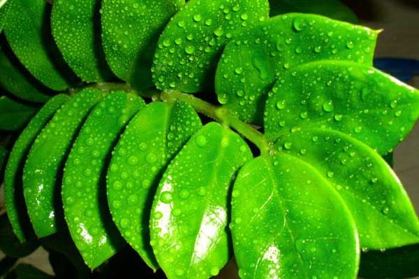 金錢樹爛根了怎么辦 金錢樹換盆的注意事項