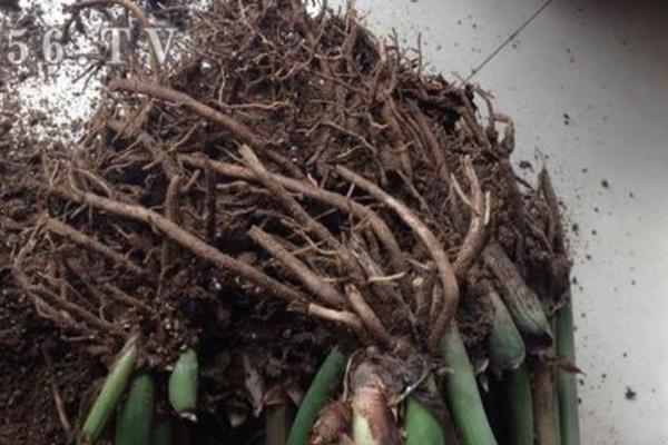 金錢樹爛根了怎么辦 金錢樹換盆的注意事項