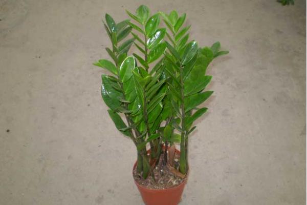 金錢樹爛根了怎么辦 金錢樹換盆的注意事項