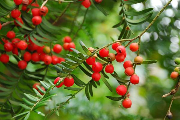 紅豆杉盆景怎么養 盆栽紅豆杉養殖方法與注意事項