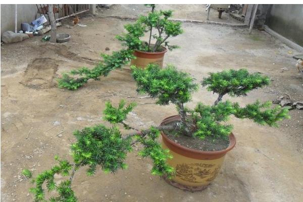 紅豆杉盆景怎么養(yǎng) 盆栽紅豆杉養(yǎng)殖方法與注意事項