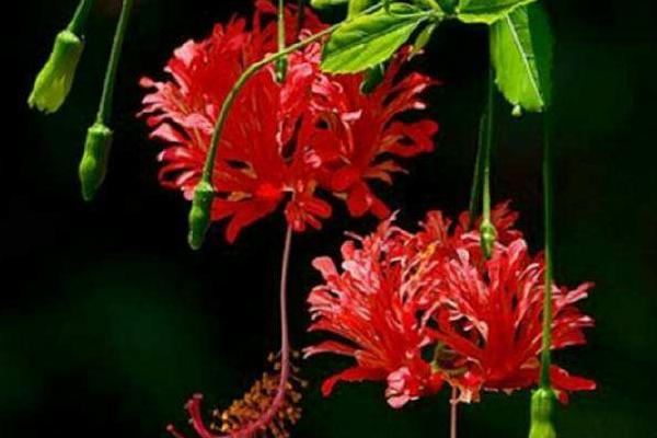 吊燈扶桑和普通扶桑花的區別是什么 扶桑花的習性