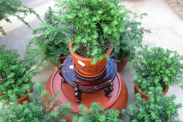 紅豆杉盆景怎么養(yǎng) 盆栽紅豆杉養(yǎng)殖方法與注意事項