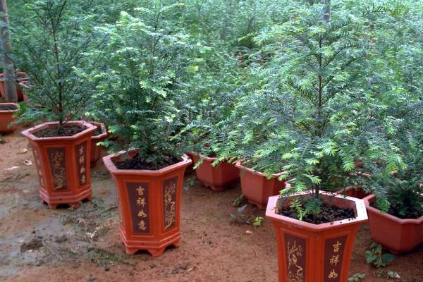 紅豆杉盆景怎么養(yǎng) 盆栽紅豆杉養(yǎng)殖方法與注意事項