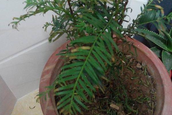 紅豆杉盆景怎么養(yǎng) 盆栽紅豆杉養(yǎng)殖方法與注意事項