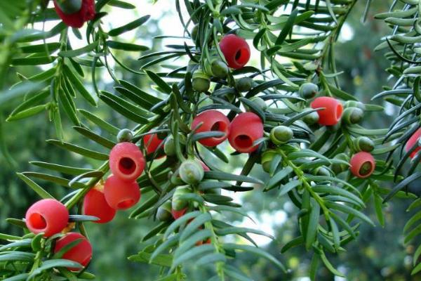 紅豆杉幾年開花結果 紅豆杉怎么吃