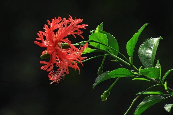 吊燈扶桑和普通扶桑花的區別是什么 扶桑花的習性