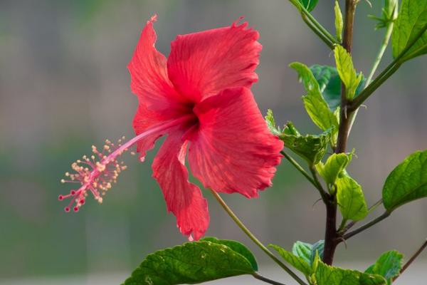吊燈扶桑和普通扶桑花的區別是什么 扶桑花的習性