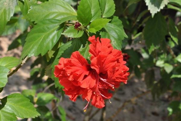 吊燈扶桑和普通扶桑花的區別是什么 扶桑花的習性