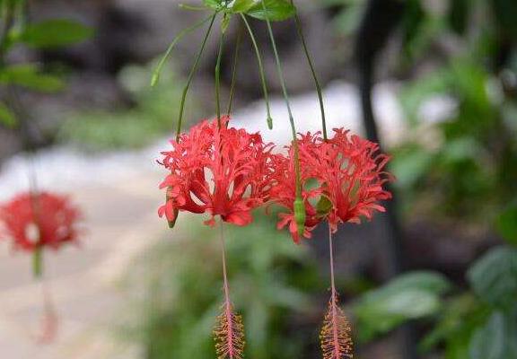 吊燈扶桑和普通扶桑花的區別是什么 扶桑花的習性