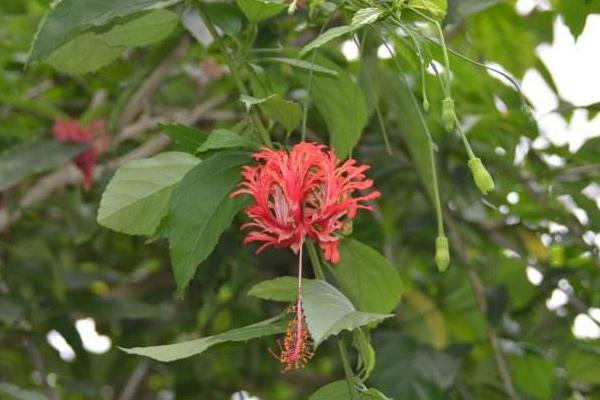 吊燈扶桑和普通扶桑花的區別是什么 扶桑花的習性