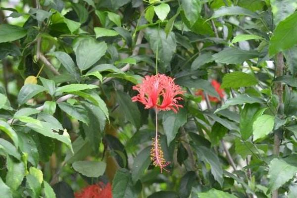 吊燈扶桑和普通扶桑花的區別是什么 扶桑花的習性