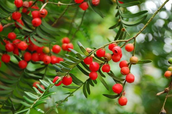 紅豆杉幾年開花結果 紅豆杉怎么吃