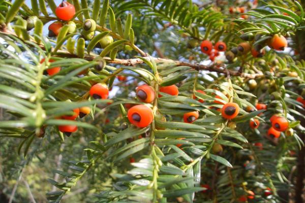 紅豆杉幾年開花結果 紅豆杉怎么吃